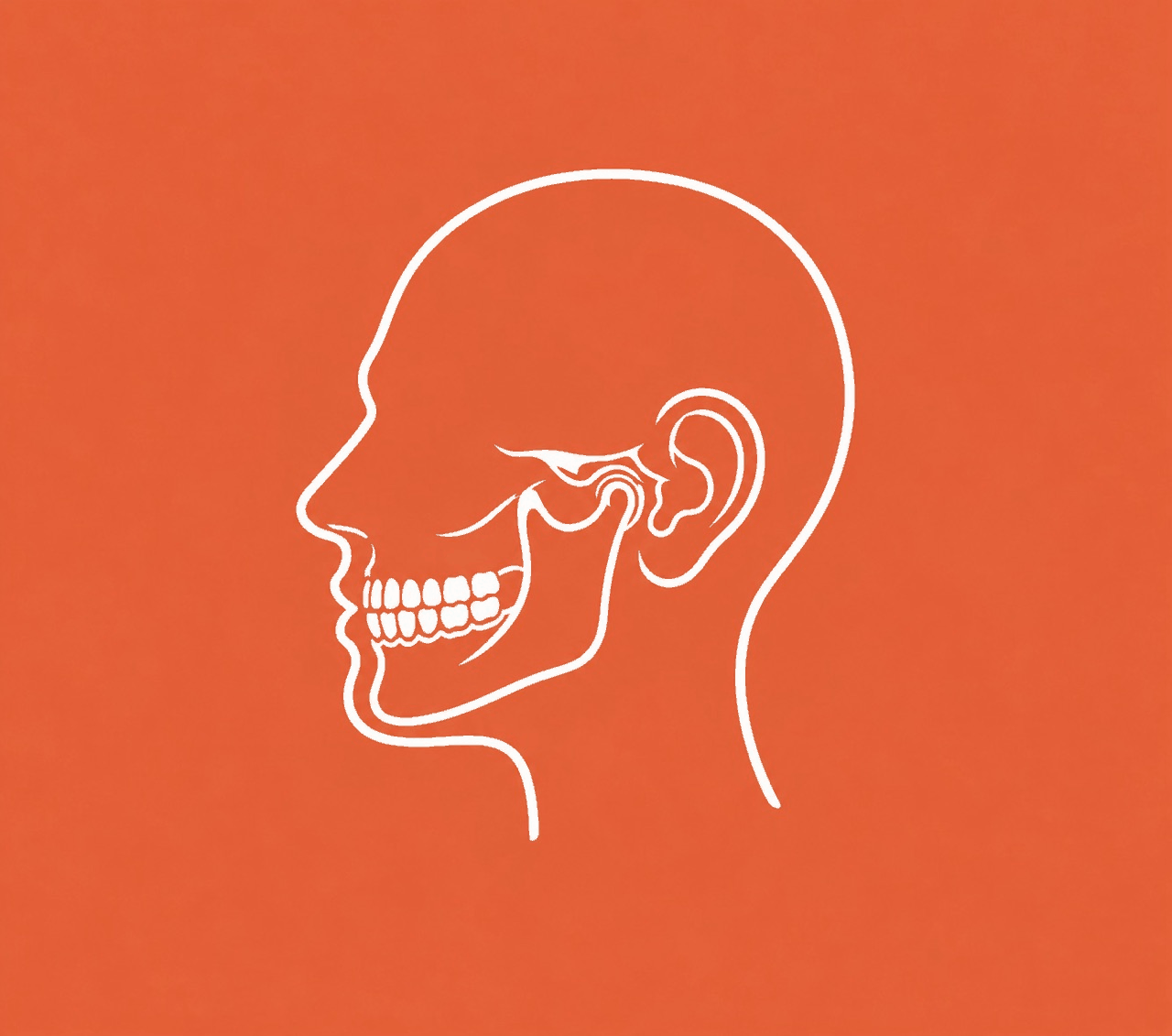Diagram of a skull and jaw in profile showing the teeth, the jaw bone, and the jaw joint just in front of the ear